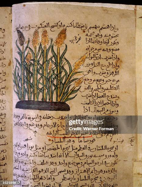 Folio 11v of the Arabic version of Dioscorides De Materia Medica, Acorus calamus . Islamic. 987 990. Samarkand.