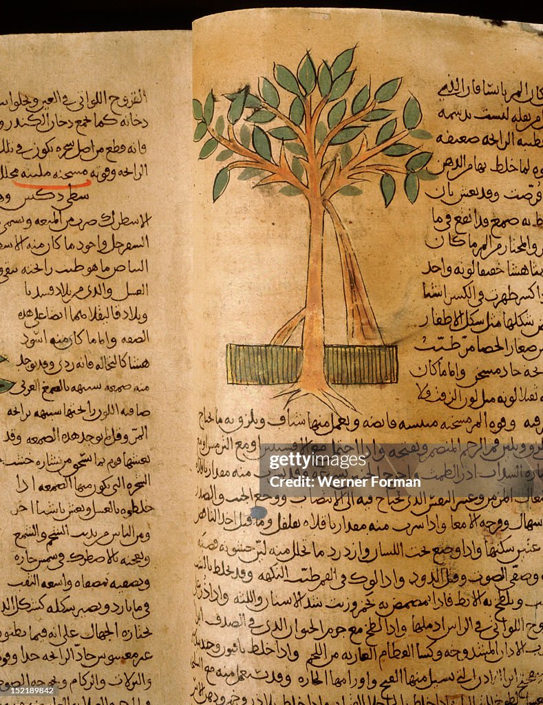 Folio 15v of the Arabic version of Dioscorides De Materia Medica