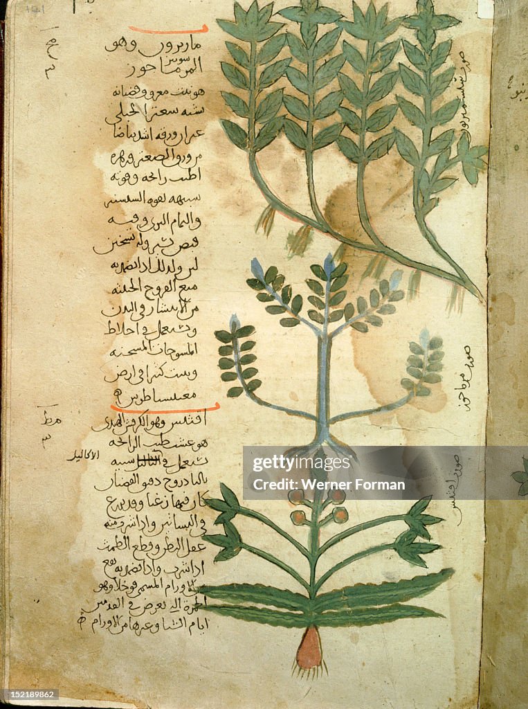 Folio 121r of the Arabic version of Dioscorides De Materia Medica