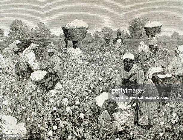 United States, Picking cotton, Engraving 1878.