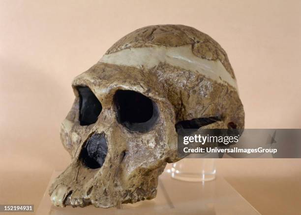 Mrs, Ples, Reproduction of a skull of a Plesianthropus transvaalensis, Found at Sterkfontein, South Africa.