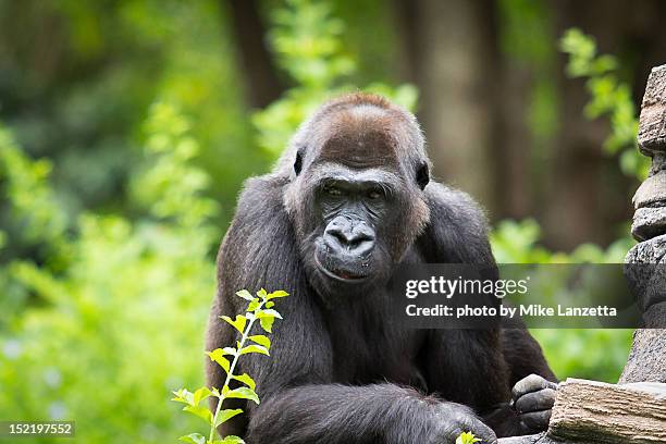 smirk gorilla - monkey smiling stock pictures, royalty-free photos & images