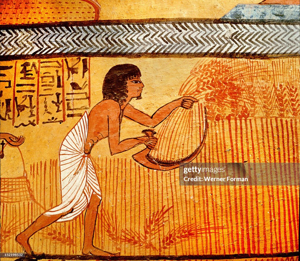A detail of a painting on stucco in the tomb of Sennedjem showing the tomb owner and reaping wheat in the mythical fields of Iaru