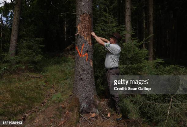 Thomas Vogel, a forest ranger of the Saxony state forests, Sachsenforst, cuts away bark infested with the European spruce bark beetle from a spruce...