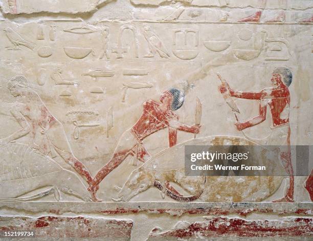 Relief in the tomb of Princess Sesh seshet Idut at Saqqara depict ing the quartering of oxen, Egypt. Ancient Egyptian. 6th dynasty c 2345 2181 BC....