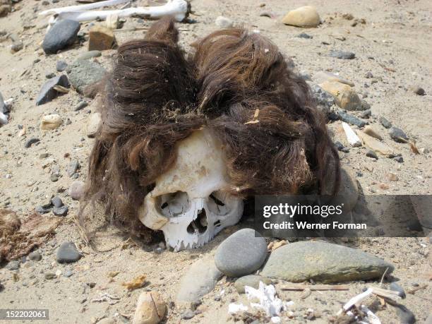 Pre-Columbian skull with the hair still attached, Originally the skull would have been attached to the body in a textile wrapped mummy bundle but as...