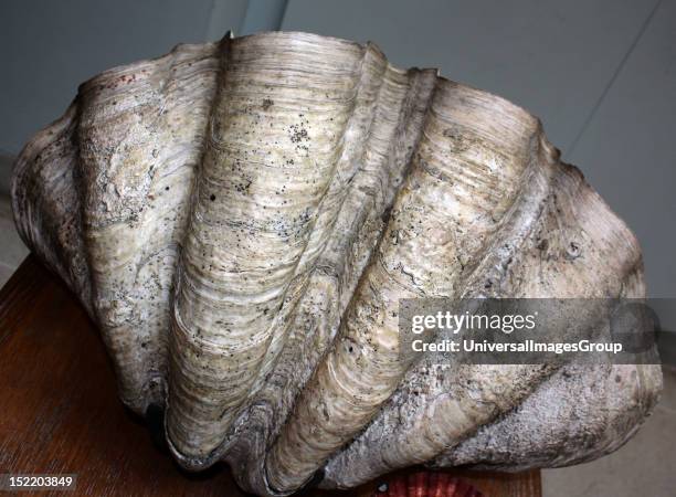 Snail Teeth Photos and Premium High Res Pictures - Getty Images