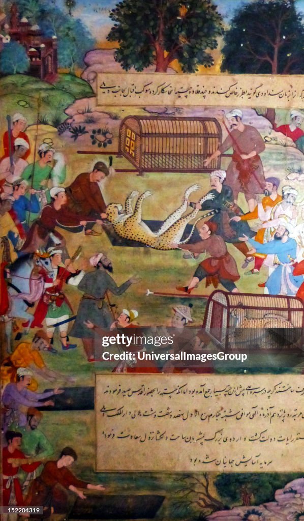 Akbar lifting captured cheetahs. From the Akbarnama (Book of Akbar). Comparison by Tulsi, painting by Narayan. Opaque watercolour and gold on paper, Mughal. This painting records the first occasion (in 1560) when Akbar hunted cheetahs. Animals were c