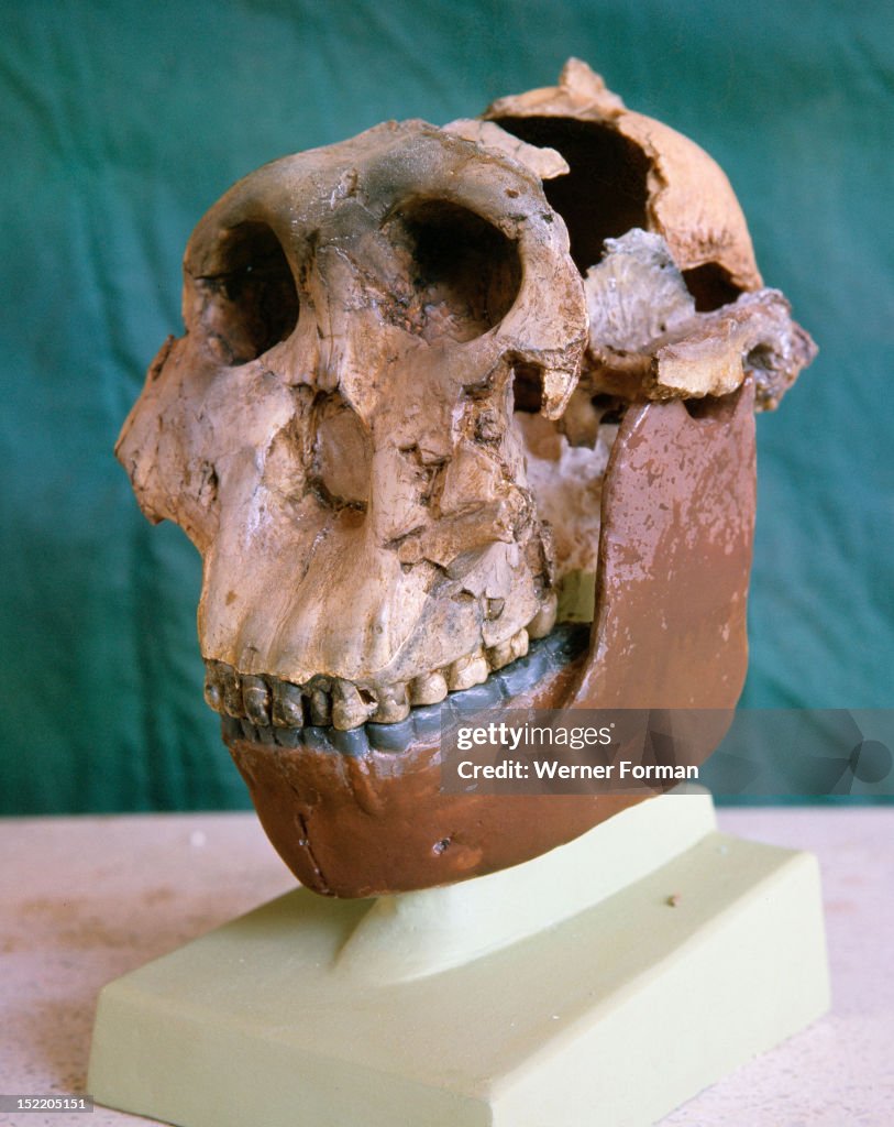 The Zinjanthropus skull, also known as Australopithecus Zinjanthropus Boisei or Nutcracker Man