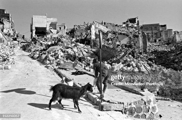 An Italian fire fighter helping some goats among the ruins of the Belice earthquake. Salaparuta, January 1968