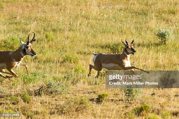 pronghorn - pronghorn stock pictures, royalty-free photos & images