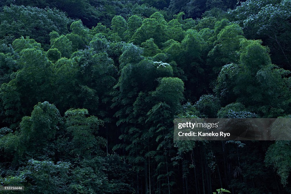 Bamboo in woods