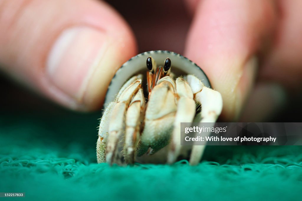 Hermit-crab