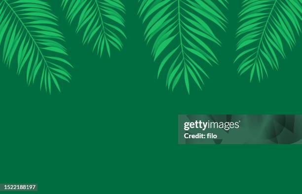 bildbanksillustrationer, clip art samt tecknat material och ikoner med palm leaf frond summer green canopy tropical background - glänta