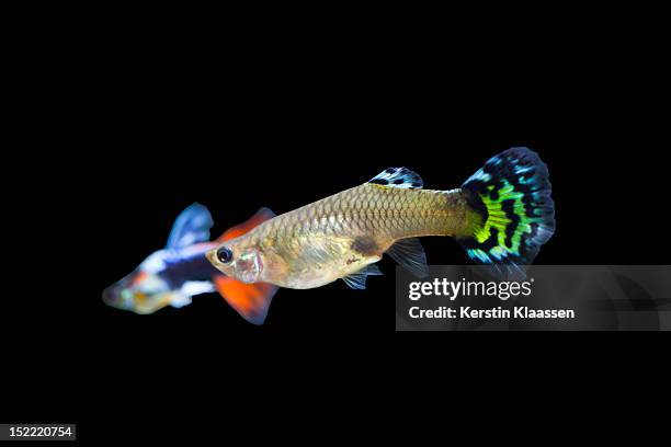 female guppy - guppy stock pictures, royalty-free photos & images
