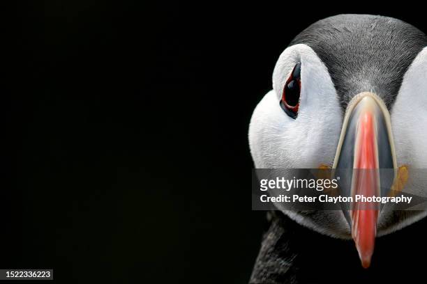 atlantic puffin bird - ângulo diferente imagens e fotografias de stock