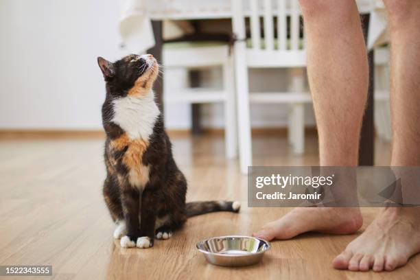 hungry cat waiting for feeding - hairy cat stock pictures, royalty-free photos & images