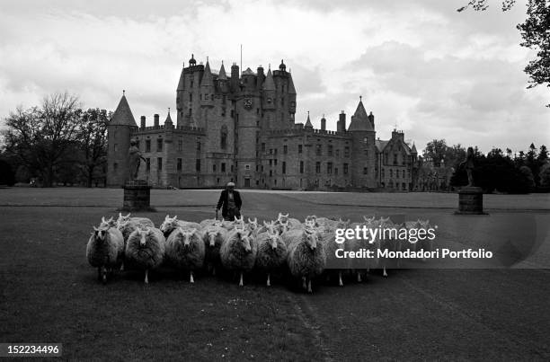 Flock of sheep grazing in the park around the Glamis Castle. Glamis, 1960s