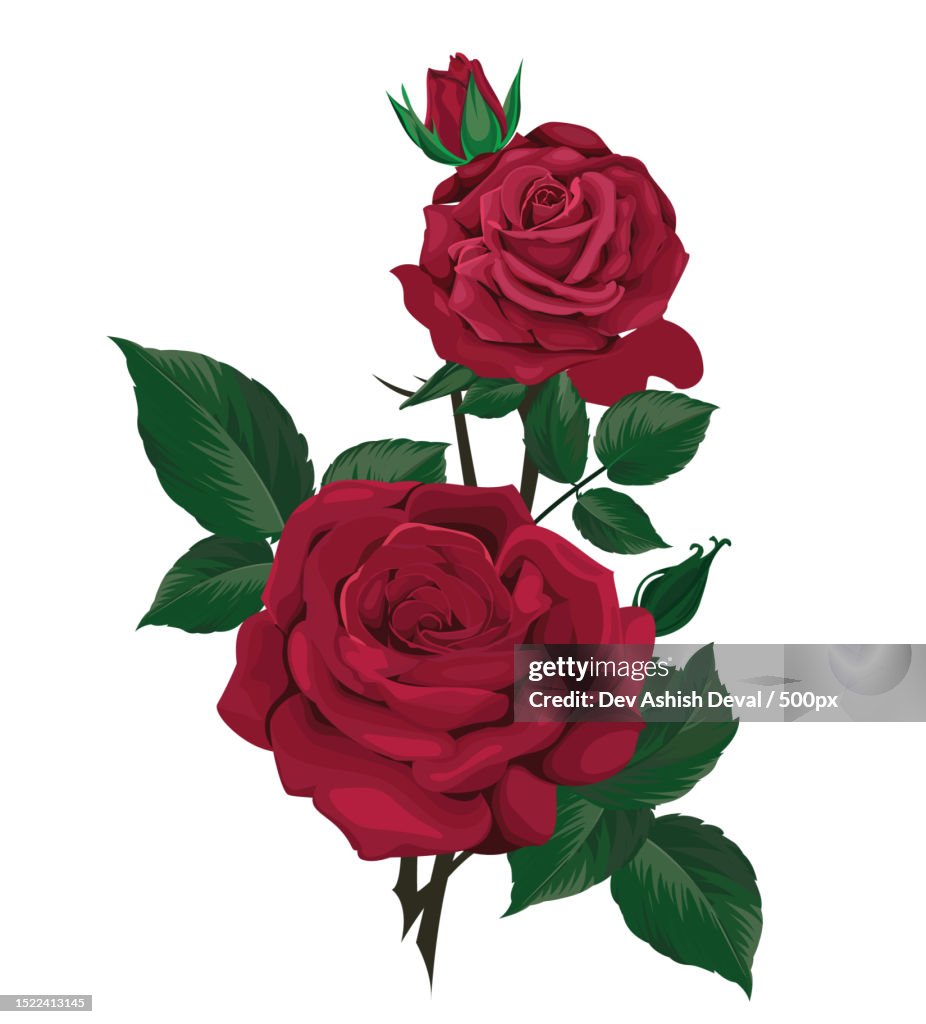 Beautiful red roses