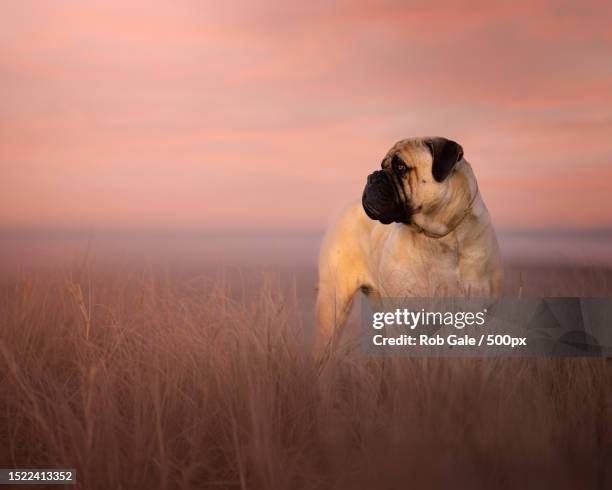 portrait of bull mastiff standing on field against sky during sunset,orewa,auckland,new zealand - bull mastiff stock-fotos und bilder