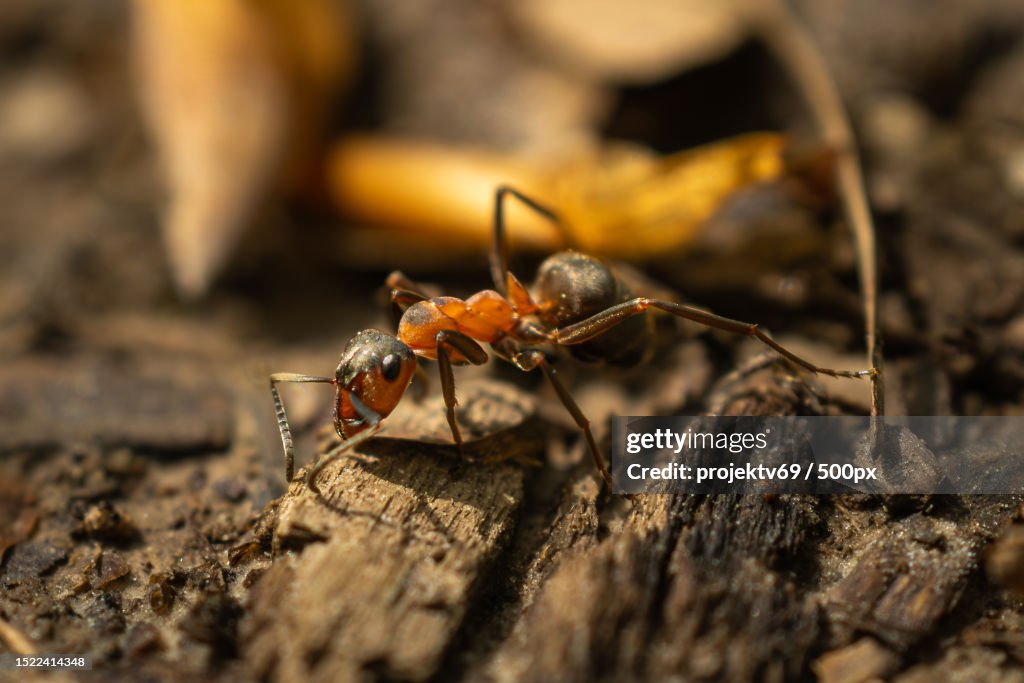 Close-up of ant on wood,Kassel,Germany
