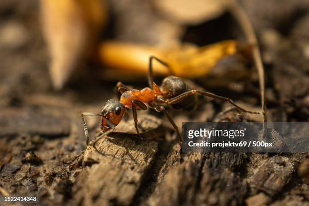 close-up of ant on wood,kassel,germany - fire ant stock pictures, royalty-free photos & images