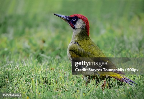 Close-up of woodpecker perching on grassy field,Methoni,Greece Close-up of woodpecker perching on grassy field,Methoni,Greece