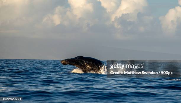 high angle view of dolphin swimming in sea,maui,hawaii,united states,usa - maui dolphin stock pictures, royalty-free photos & images