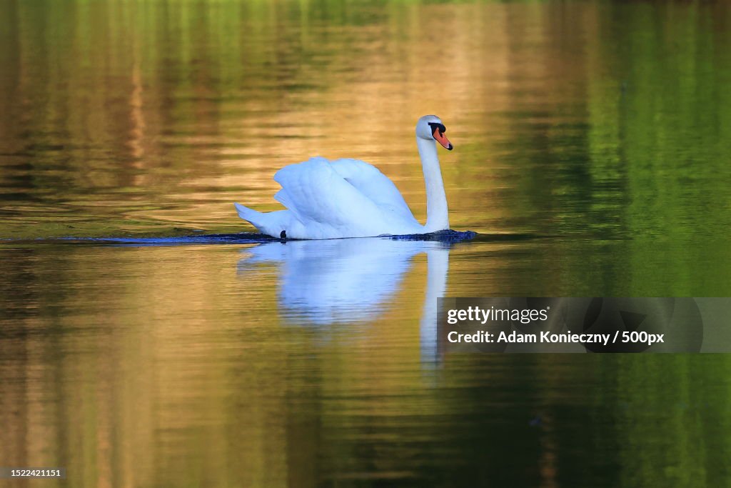 Close-up of mute swan swimming on lake,Mostowo,Poland