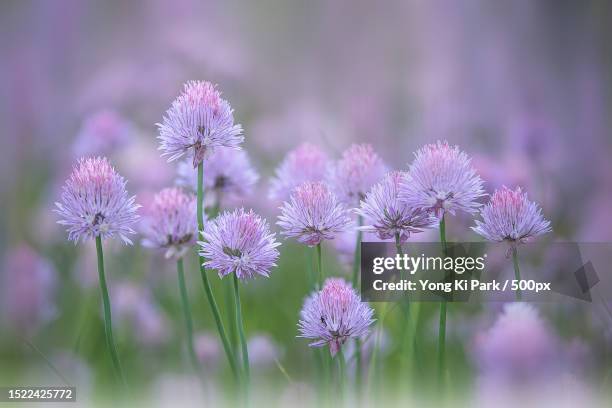 close-up of pink flowering plants on field,daejeon,south korea - daejeon stock pictures, royalty-free photos & images