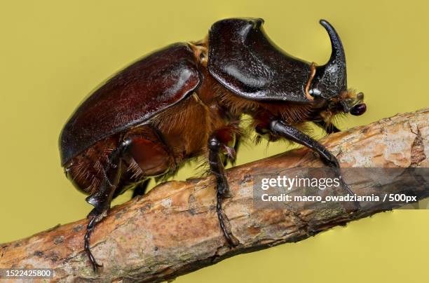 close-up of insect on wood,croatia - horned beetle bildbanksfoton och bilder