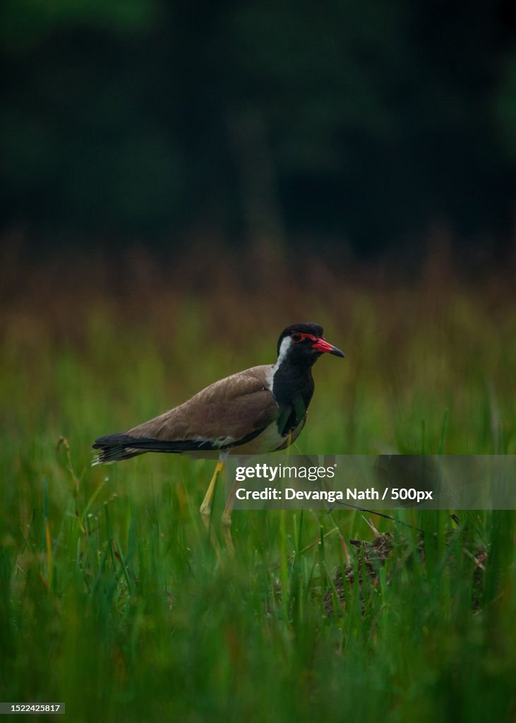 Close-up of tropical plover perching on field,Hojai,Assam,India