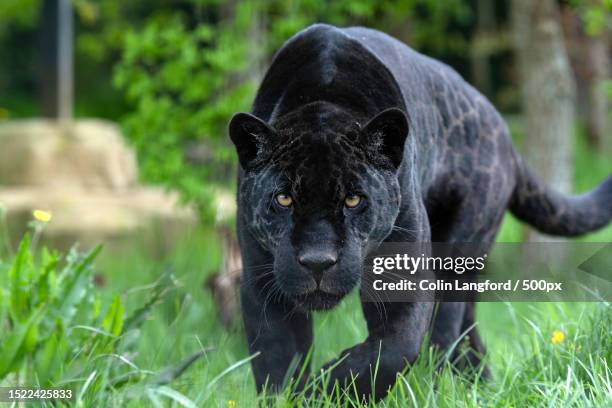 close-up of black cat on field,smarden,ashford,united kingdom,uk - black panther stock-fotos und bilder