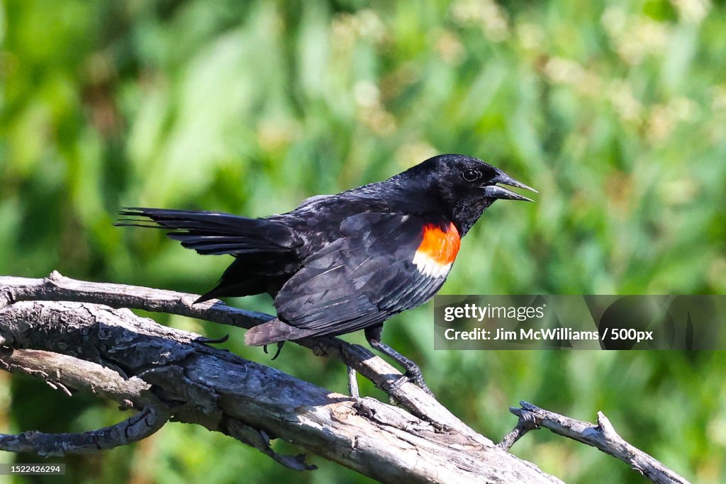 Close-up of songbird perching on branch,Blair,Nebraska,United States,USA