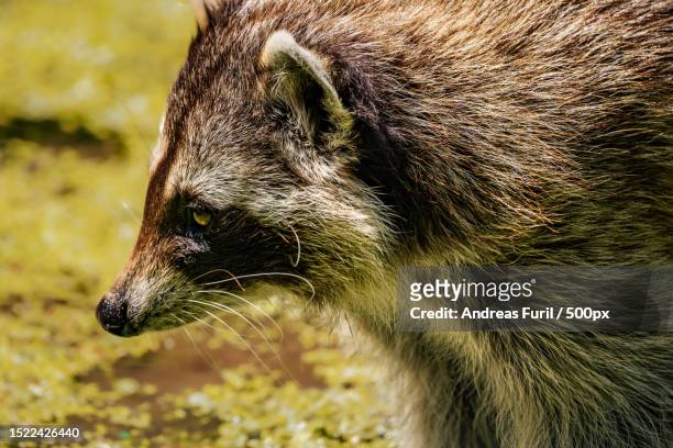 close-up of cat - waschbär stock pictures, royalty-free photos & images