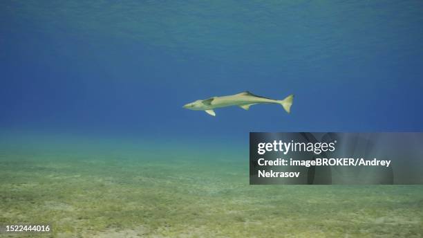 Column Fish 44 Water Column Fish Stock Photos, High-Res Pictures, and Images ...