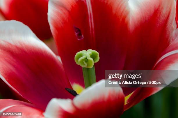 close-up of red tulip - stamen stock pictures, royalty-free photos & images