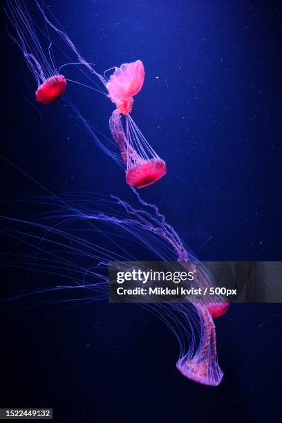close-up of jellyfish swimming in aquarium - jellyfish - fotografias e filmes do acervo
