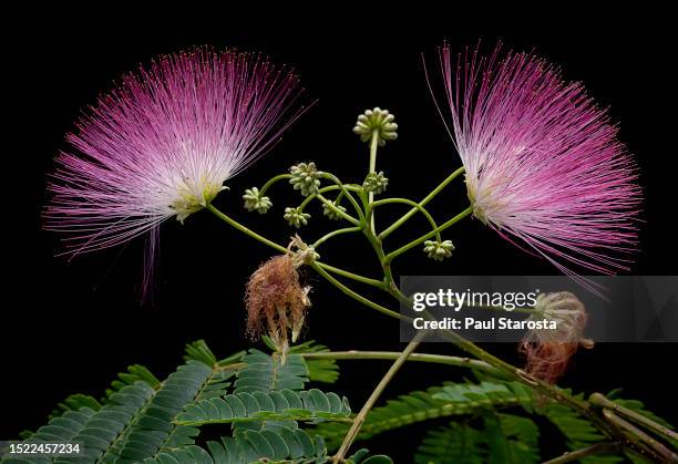 albizia julibrissin ( silktree, pink siris, mimosa tree, persian silk tree, powderpuff tree; persian acacia) - texture duveteuse stock-fotos und bilder