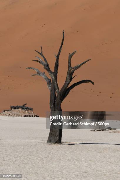 view of desert,namibia - gerhard schimpf fotografías e imágenes de stock