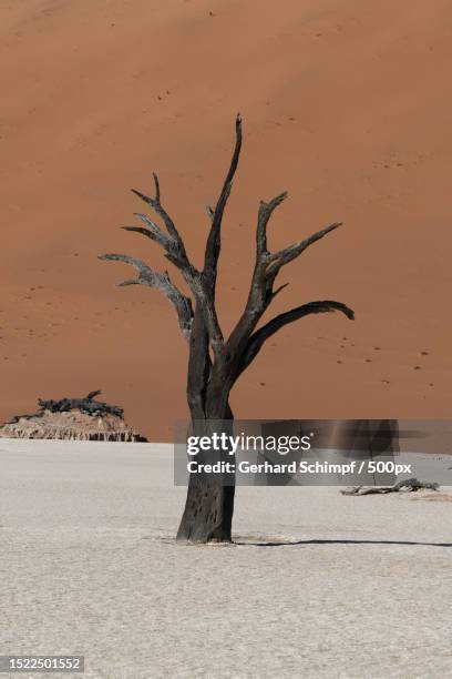 view of desert,namibia - gerhard schimpf 個照片及圖片檔