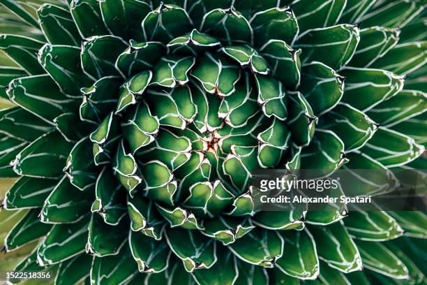 open agave succulent plant leaves, directly above view - in the center stock pictures, royalty-free photos & images