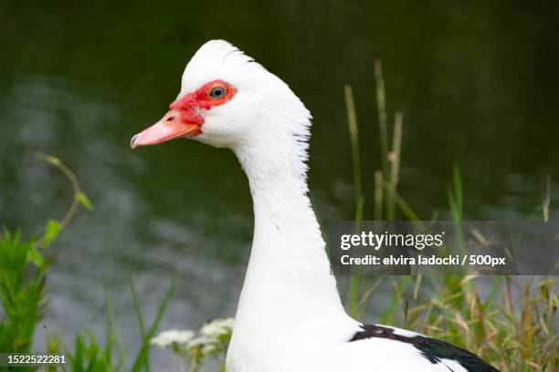 108 White Muscovy Duck Stock Photos, High-Res Pictures, and Images