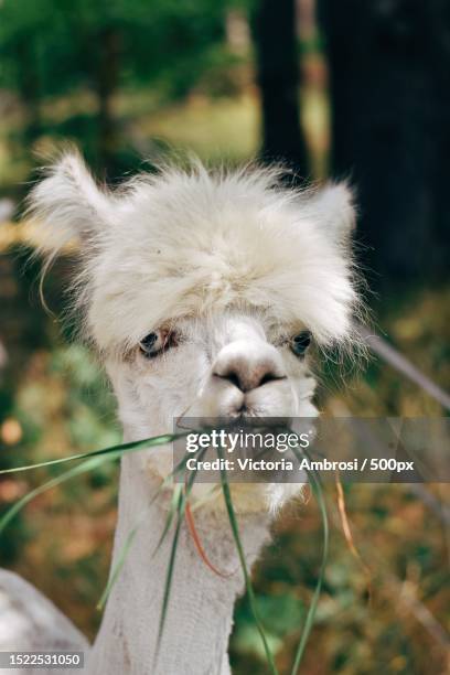 close-up of alpaca,usedom,germany - funny llama stock-fotos und bilder