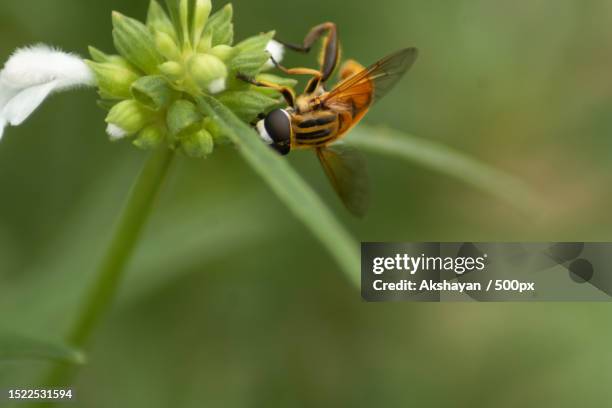Indian Wasp Insect 289 India Wasps Stock Photos, High-Res Pictures, and Images - Getty Images