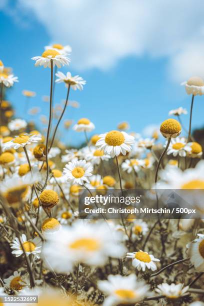 close-up of yellow flowering plants on field,chemnitz,sachsen,germany - close up gras stock-fotos und bilder