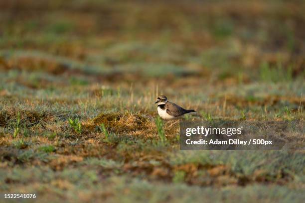 side view of plover perching on field,staffordshire,united kingdom,uk - adam pretty stock pictures, royalty-free photos & images