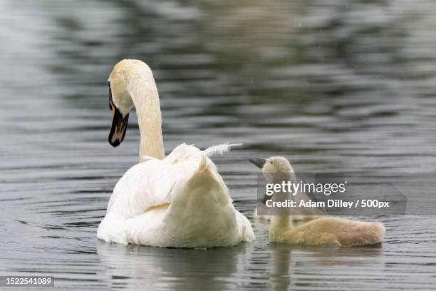 close-up of mute swan swimming on lake,staffordshire,united kingdom,uk - adam pretty stock pictures, royalty-free photos & images