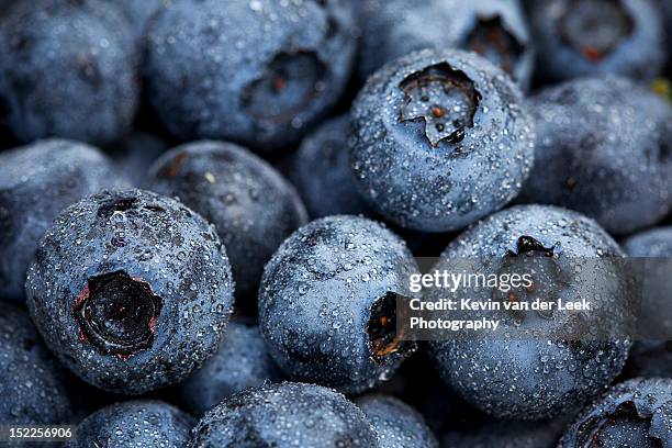 blueberries fruits - surrey british columbia stock pictures, royalty-free photos & images