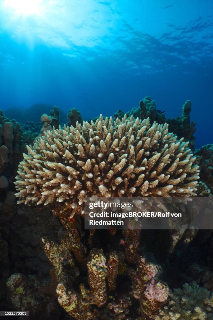 Low Staghorn Coral In Backlight Sun Rays Dive Site Abu Dabab Reef Red ...